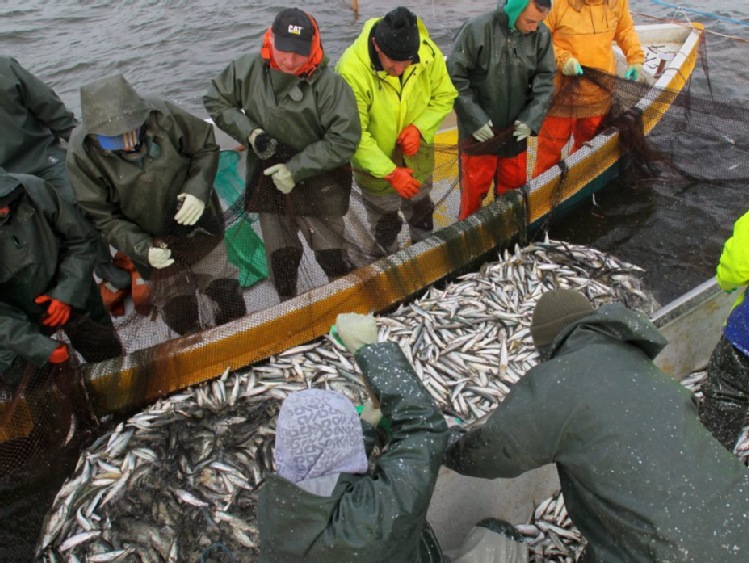 Rybacy rozpoczęli "śledziowe żniwa" na Zalewie Wiślanym